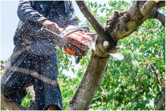 tree services Frederickson